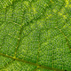 Imagen para el artículo titulado Diez bellísimos ejemplos de fractales en la naturaleza